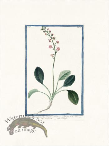 Bonelli 391 Shin-leaf